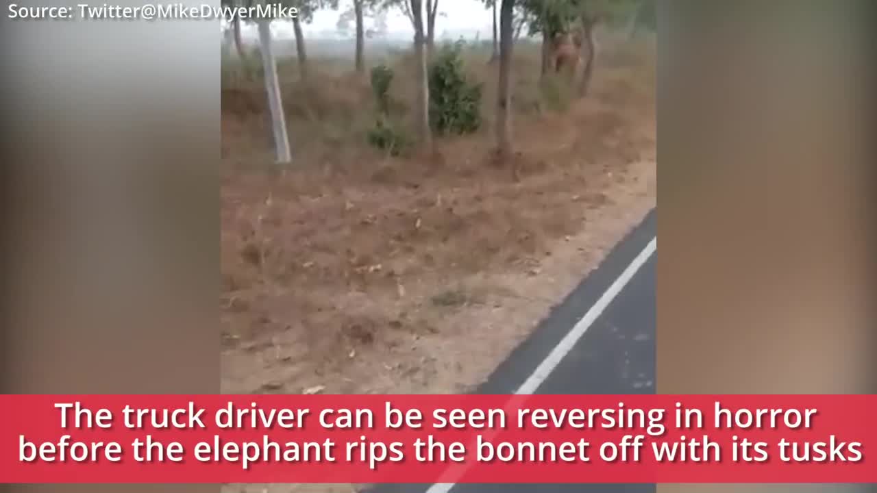 Angry elephant chases lorrie and rips off bonnet!