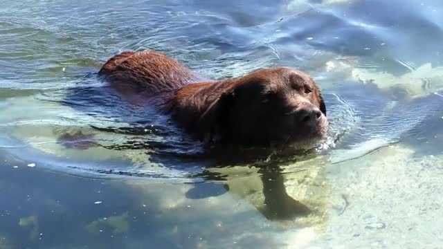 A dog that swims wonderfully