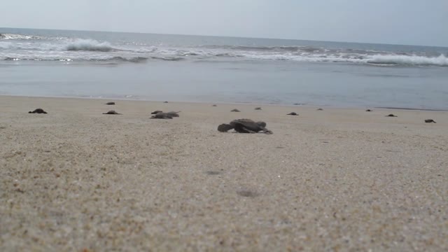 Baby Turtles On Shore