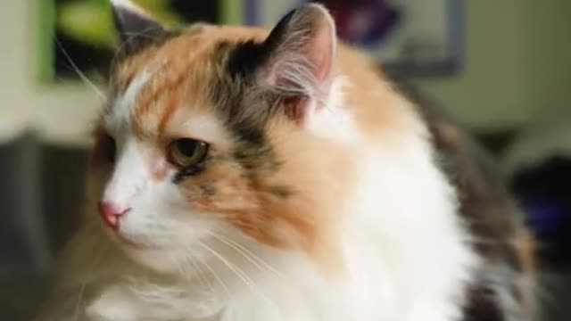 Close Up Video Of a Funny Cat#Shorts