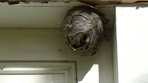 Wasp Nest