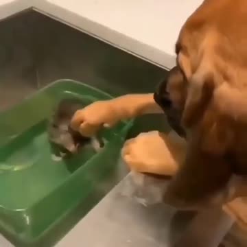 Various instances of pets being petted by residents No. 15