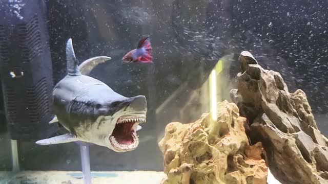 Betta fish in the Shark's mouth