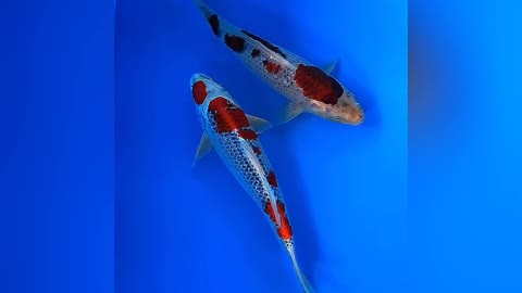 very cute koi fish 🐠😘