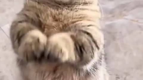 Funny Animal Videos 2024 Best Dogs And Cats Videos 😺😍short,viral,tiktok