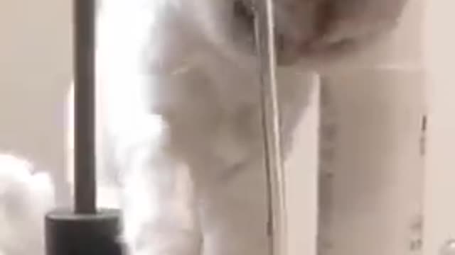 Isn't cute cat videos