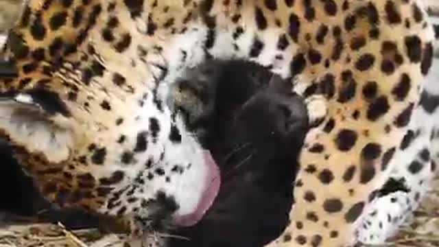 just can't help herself,