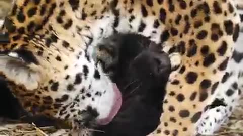 just can't help herself,