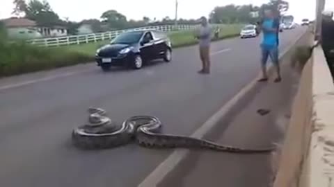 GIANT: Anaconda snake is seen in Brazil