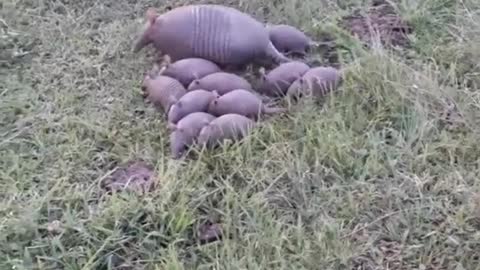 Family is family armadillo