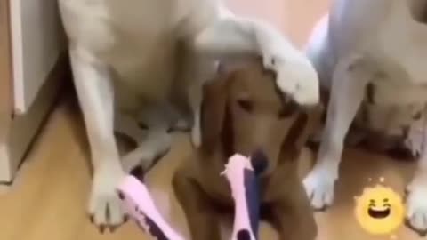 Cute funny dogs try not to laugh 🤭