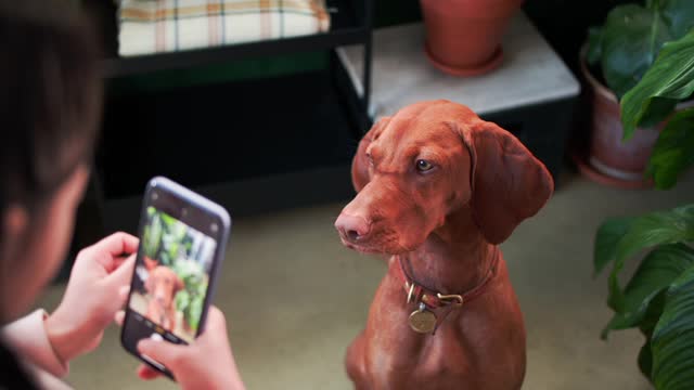 photo model dog