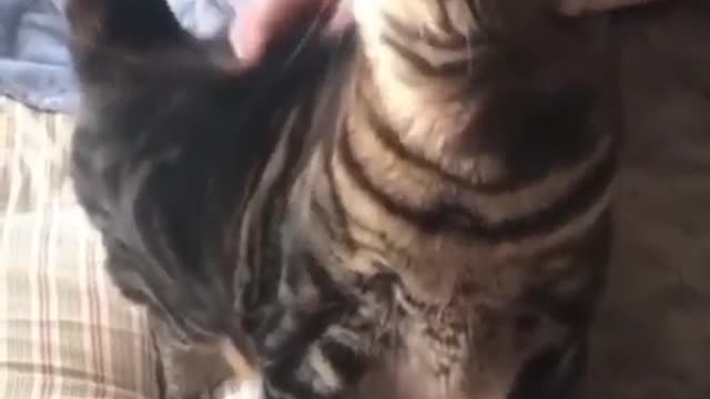 the talking cat