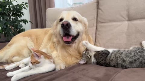 Golden Retriever and Funniest Cats You_ve Ever Seen!