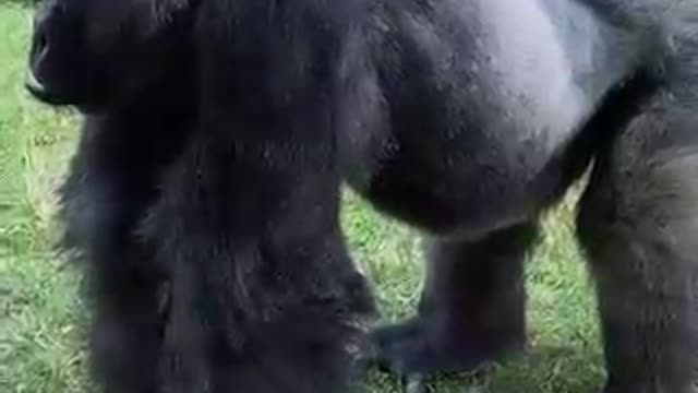 When a Gorilla Had Enough Of People taking pics - watch the Funniest Moment at The Zoo!