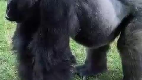 When a Gorilla Had Enough Of People taking pics - watch the Funniest Moment at The Zoo!