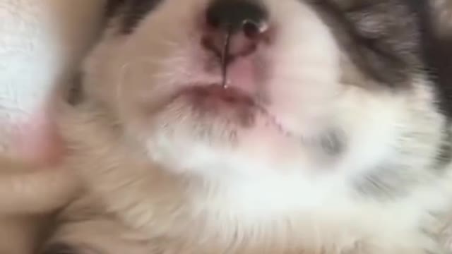 Cute and funniest cats and dogs video