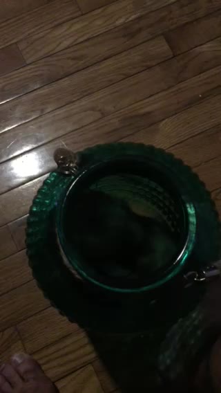 Miguel the ferret!!!!