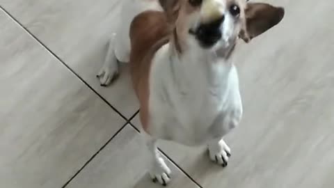 Loves cheese! Watch now!