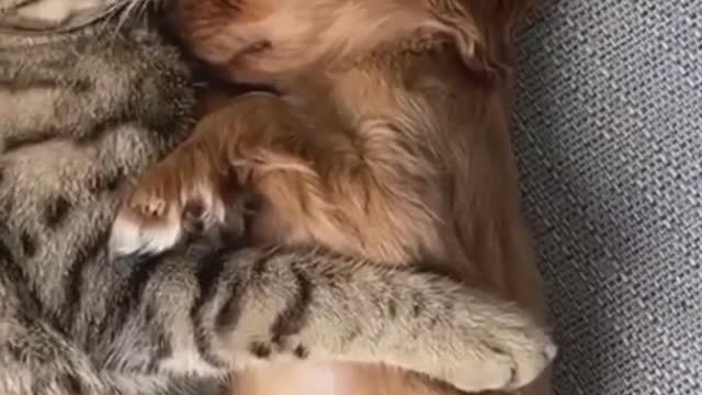 How Pretty cute puppy finds another pretty cute cat