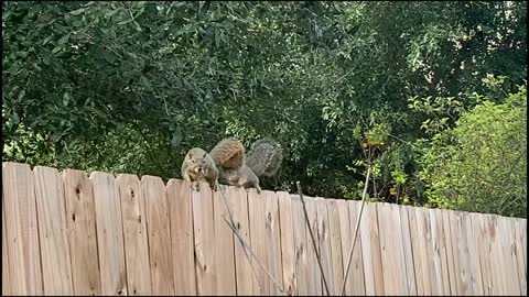 Pecan Thieves