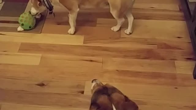 Dog Doesn't Want To Share Her Toy
