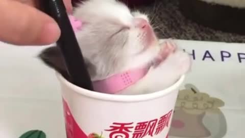 Cute small cat in coffee cup very funny experiments