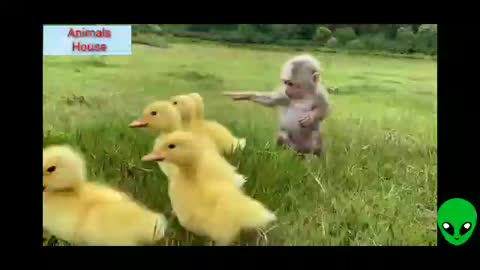 Monkey & Duckling Playing Video