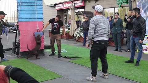 dogs show