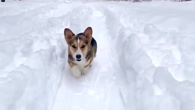 Watching corgis run through snow on repeat is self care 🧖‍♀️ #corgi