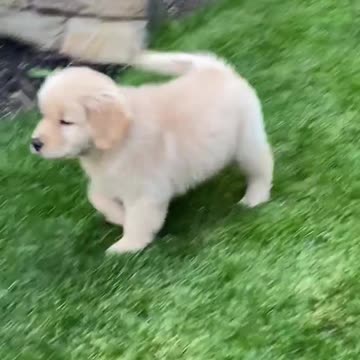 America dogs.4. Fun. everyday situations. Fun. Exclusive for summer 2021.