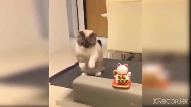 Cute Cate Funny Moments-1