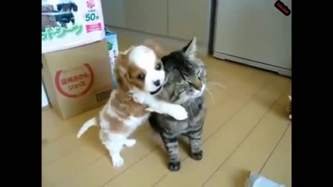 Top 10 Cats And Dog Are BEST FRIENDS