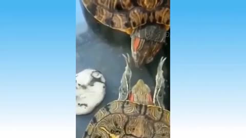 funny animals