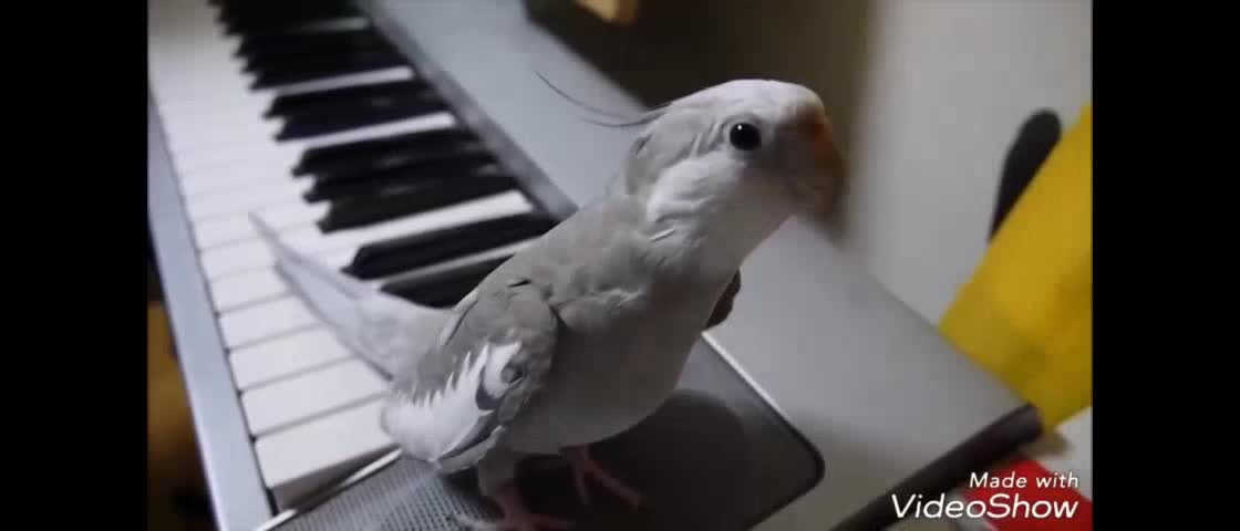 Cockatiel singing, unbelievable😲