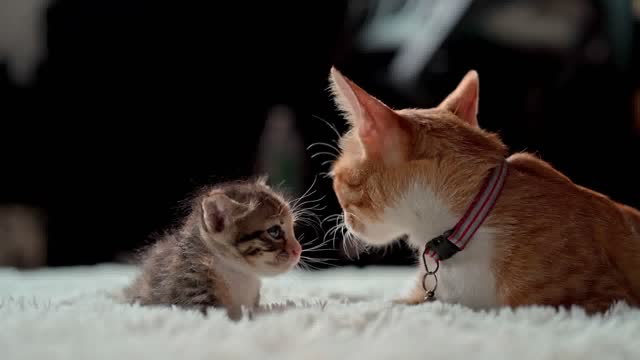 Mother Cat Doing Love To Her Baby Kitten