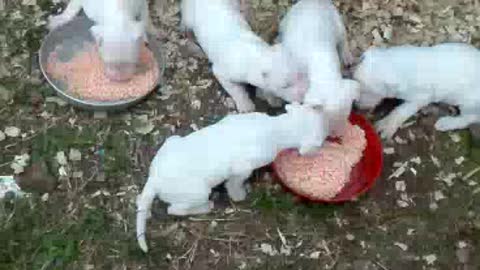 Feeding time of small halves