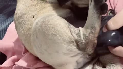 How to assist a whelping pug, gives birth at home