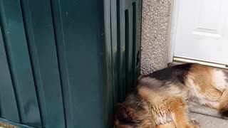 Very tired dog