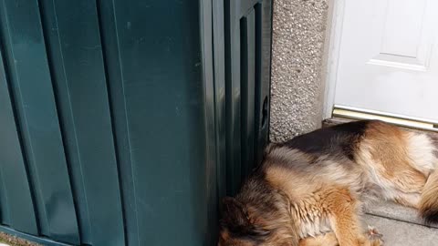 Very tired dog
