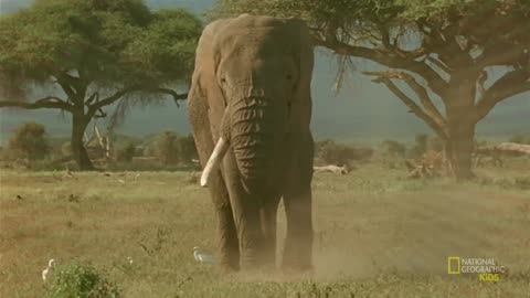 Elephant