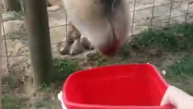 Kids funny with animals