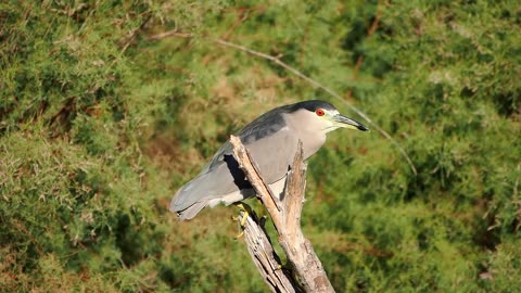 Black-crowned Night Heron