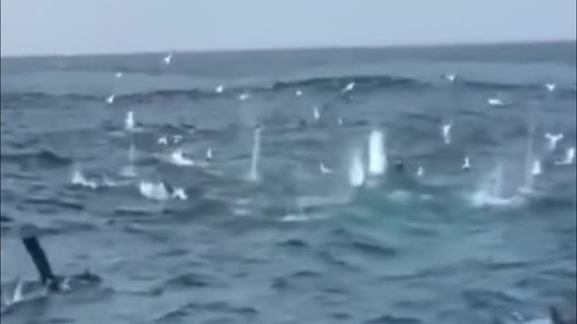 This is the spectacular sight of a flock of gulls fishing