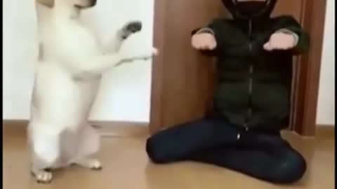 Dog repeats movements