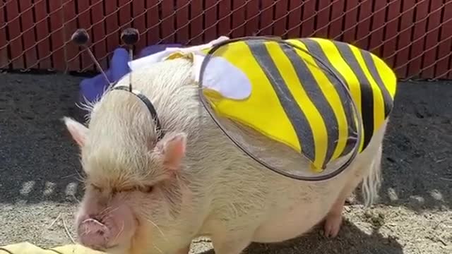 wholesome#animallover