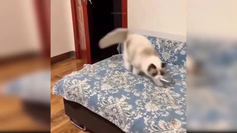 Baby Cats Cute and Funny Cat Videos Compilation #6