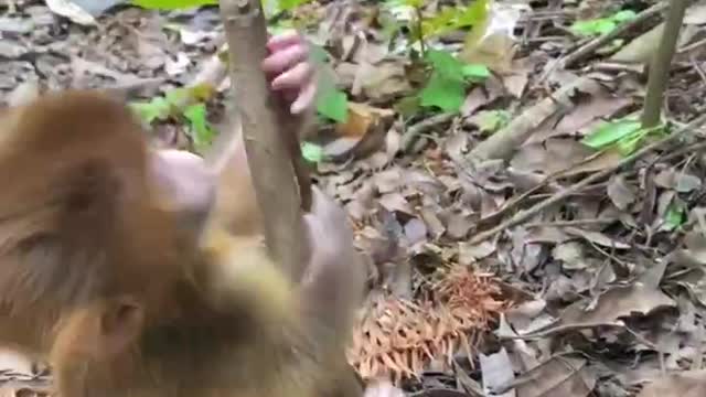 Little monkeys are more lovely than children