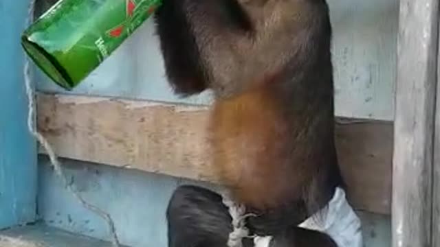 This monkey is very funny, I bet you have not seen this before