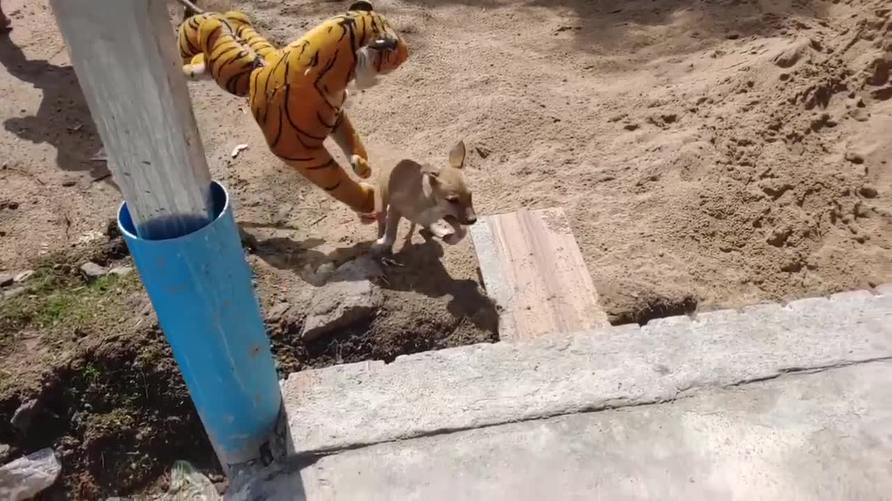 Fake Tiger Prank Dog Run Funny Action